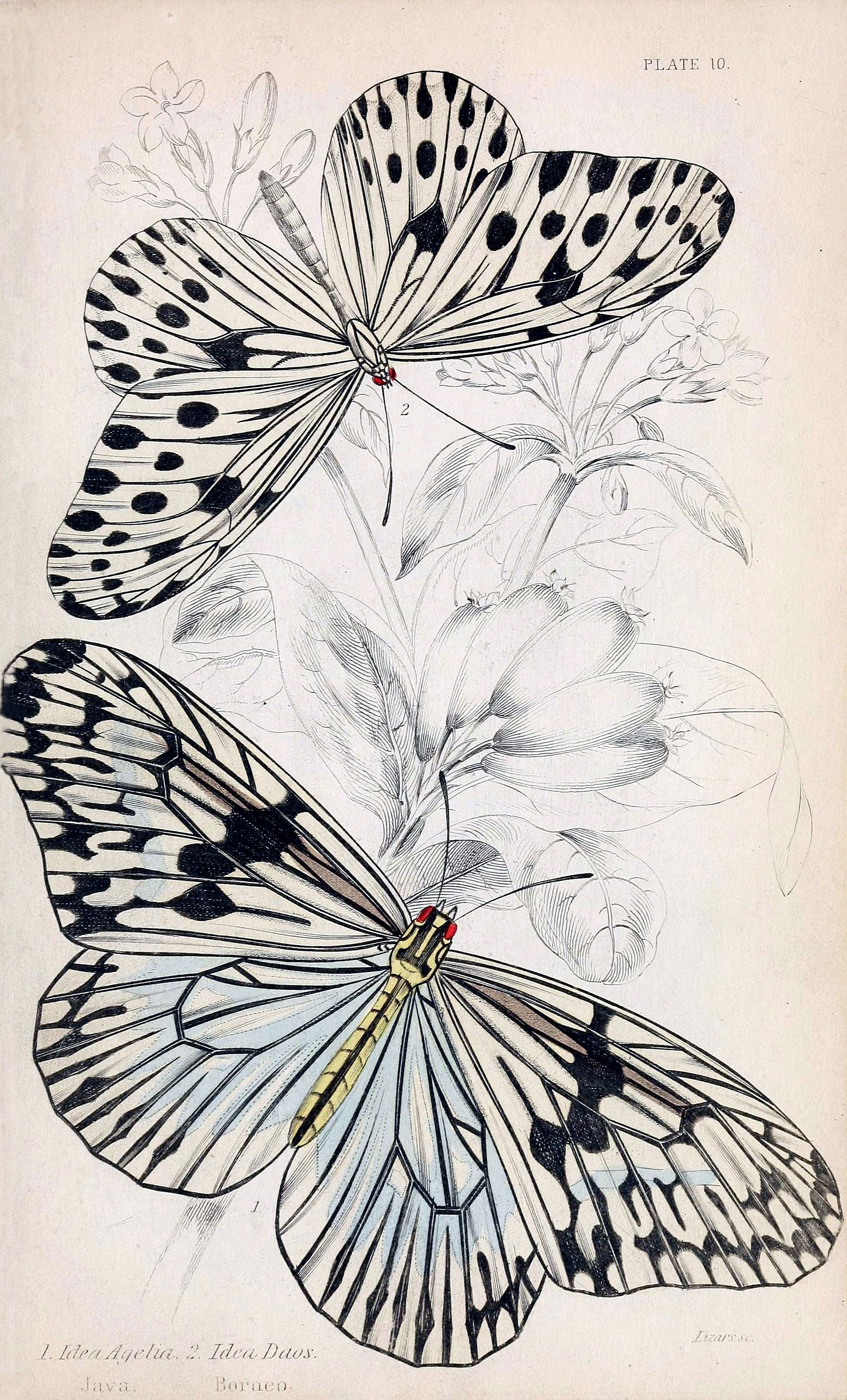 Designer Used AI to Recreate 1,300 Victorian Natural History Illustrations