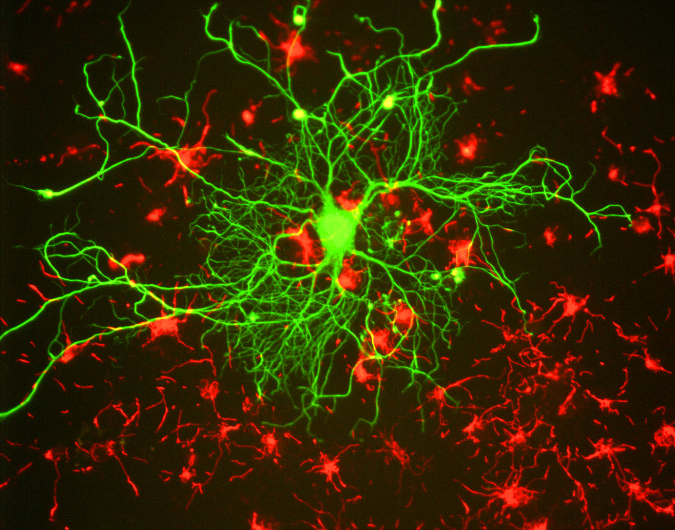 Singapore Launches Server Powered by Living Human Neurons