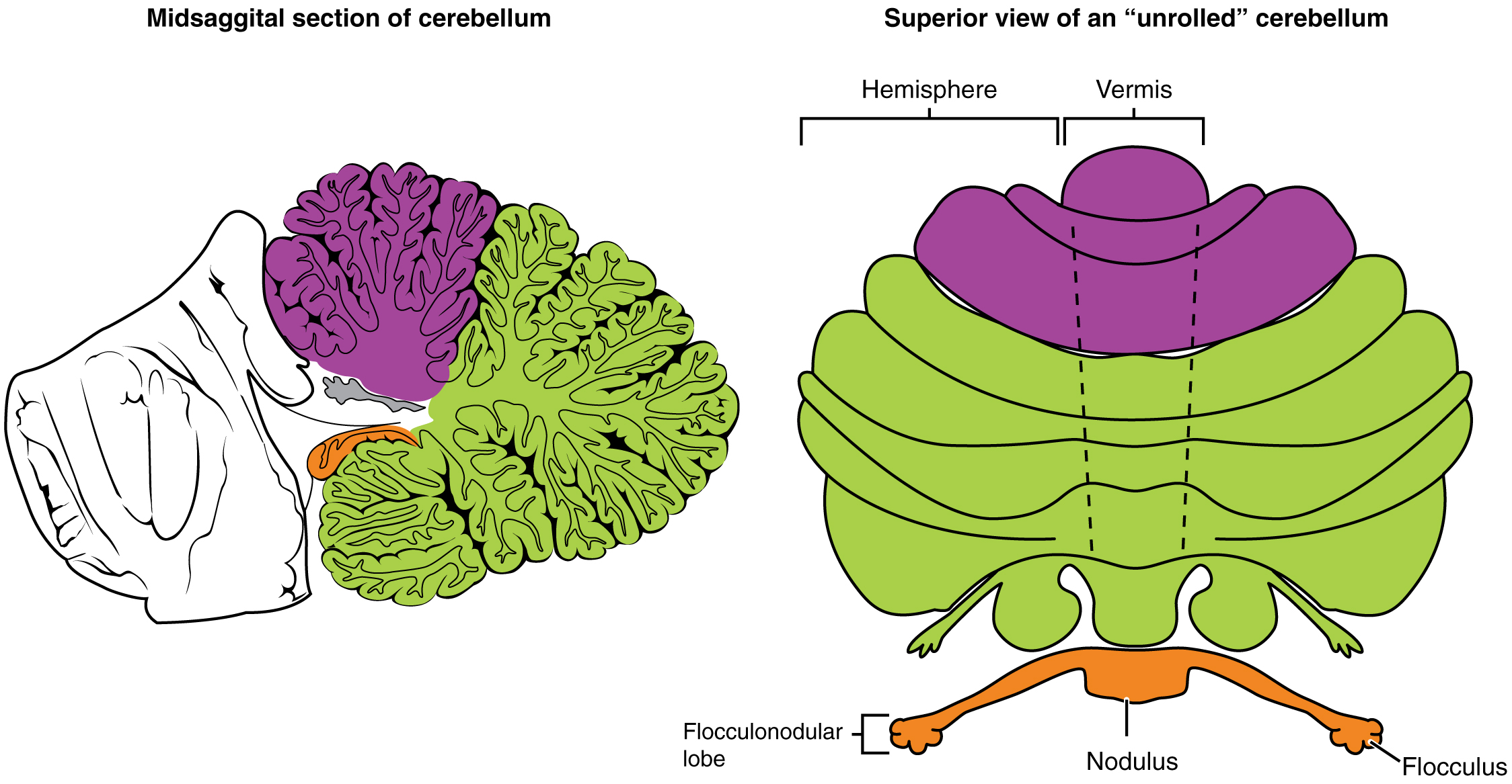 Scientists Build an Artificial "Cerebellum" for AI That Spots Arrhythmia in a Split Second